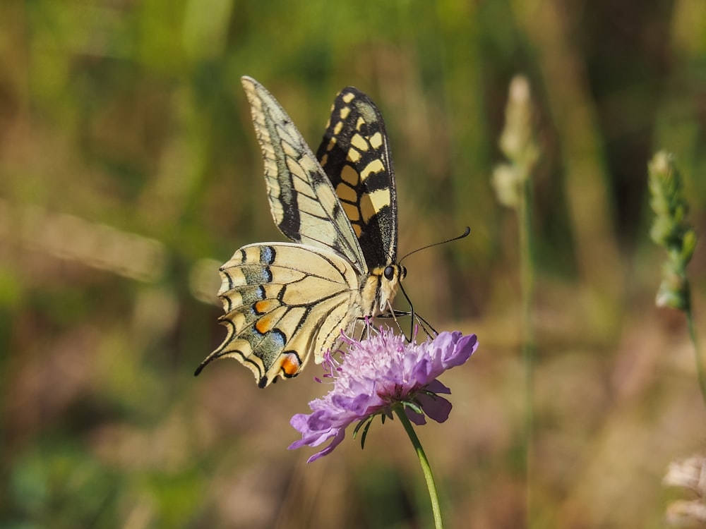 tiger swallowtail butterfly perched on purple flower in close up photography during daytime