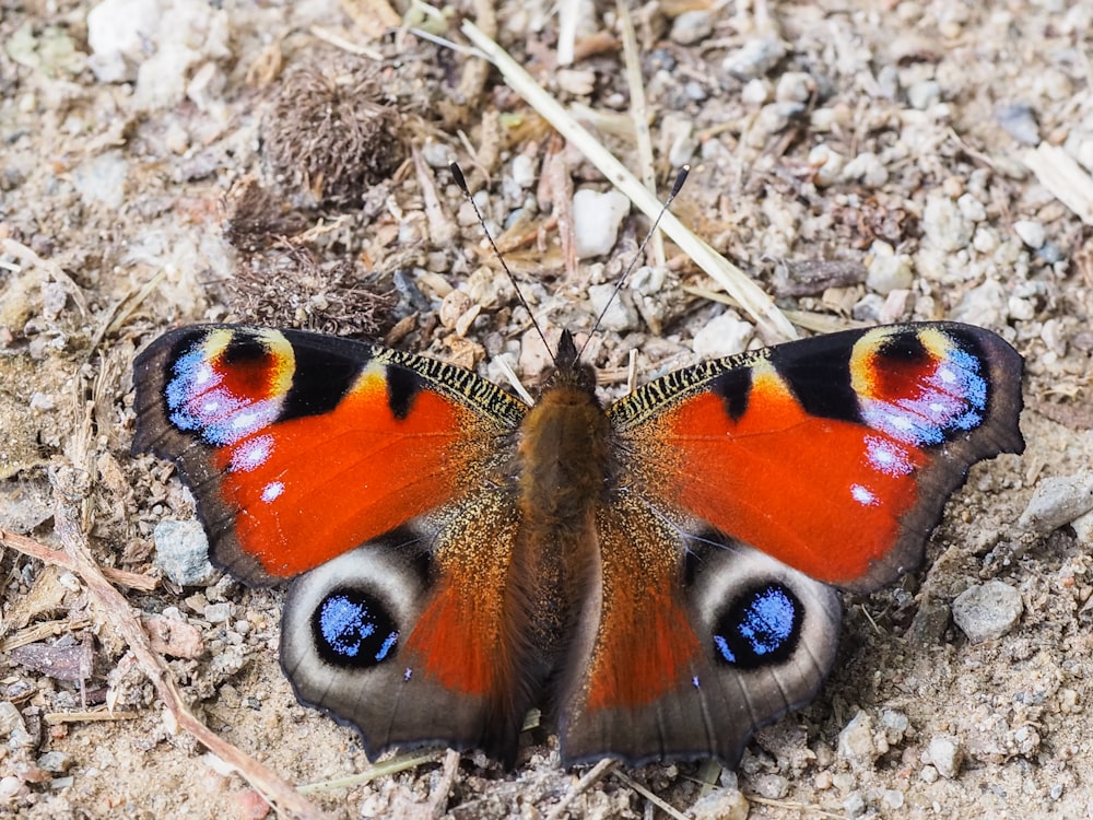 peacock butterfly on brown grass during daytime