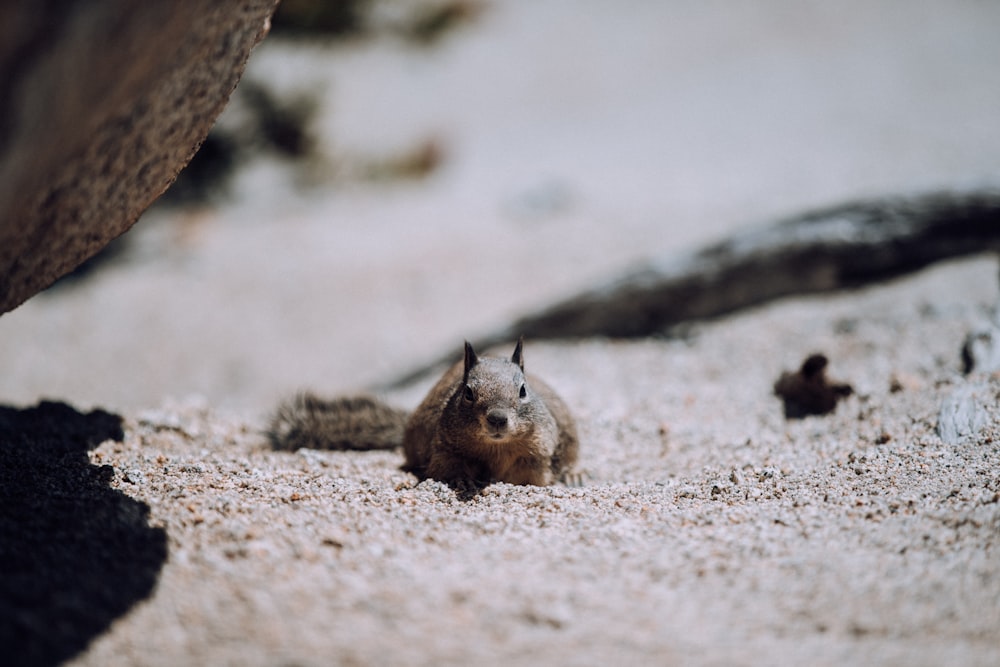 Braunhörnchen auf braunem Sand tagsüber