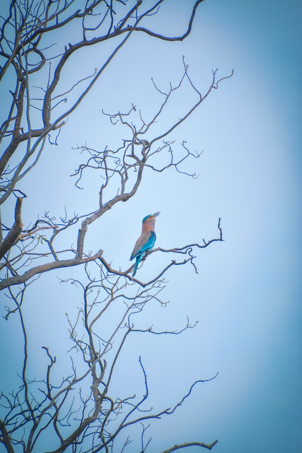 blue and brown bird on bare tree during daytime