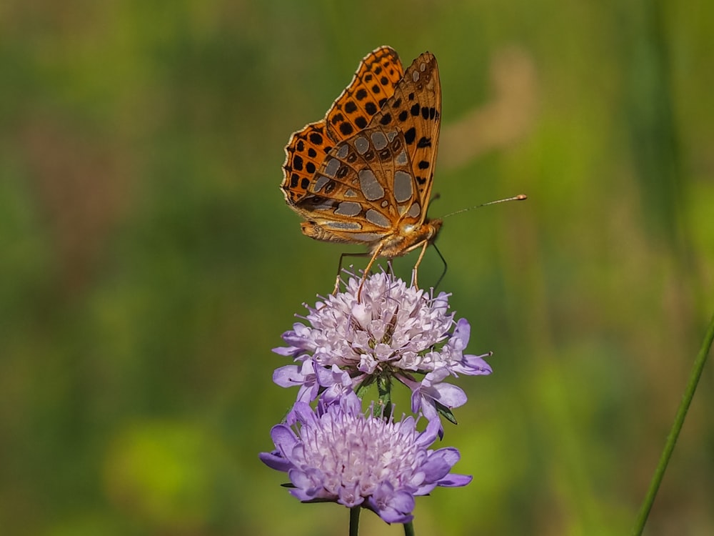 brown butterfly perched on purple flower in close up photography during daytime