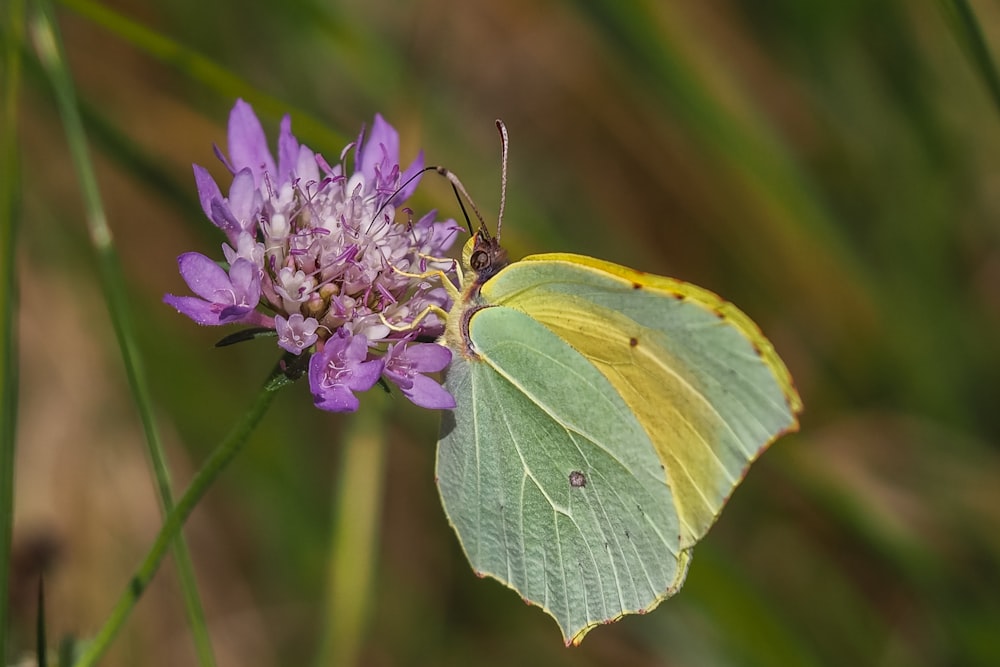 green butterfly perched on purple flower in close up photography during daytime