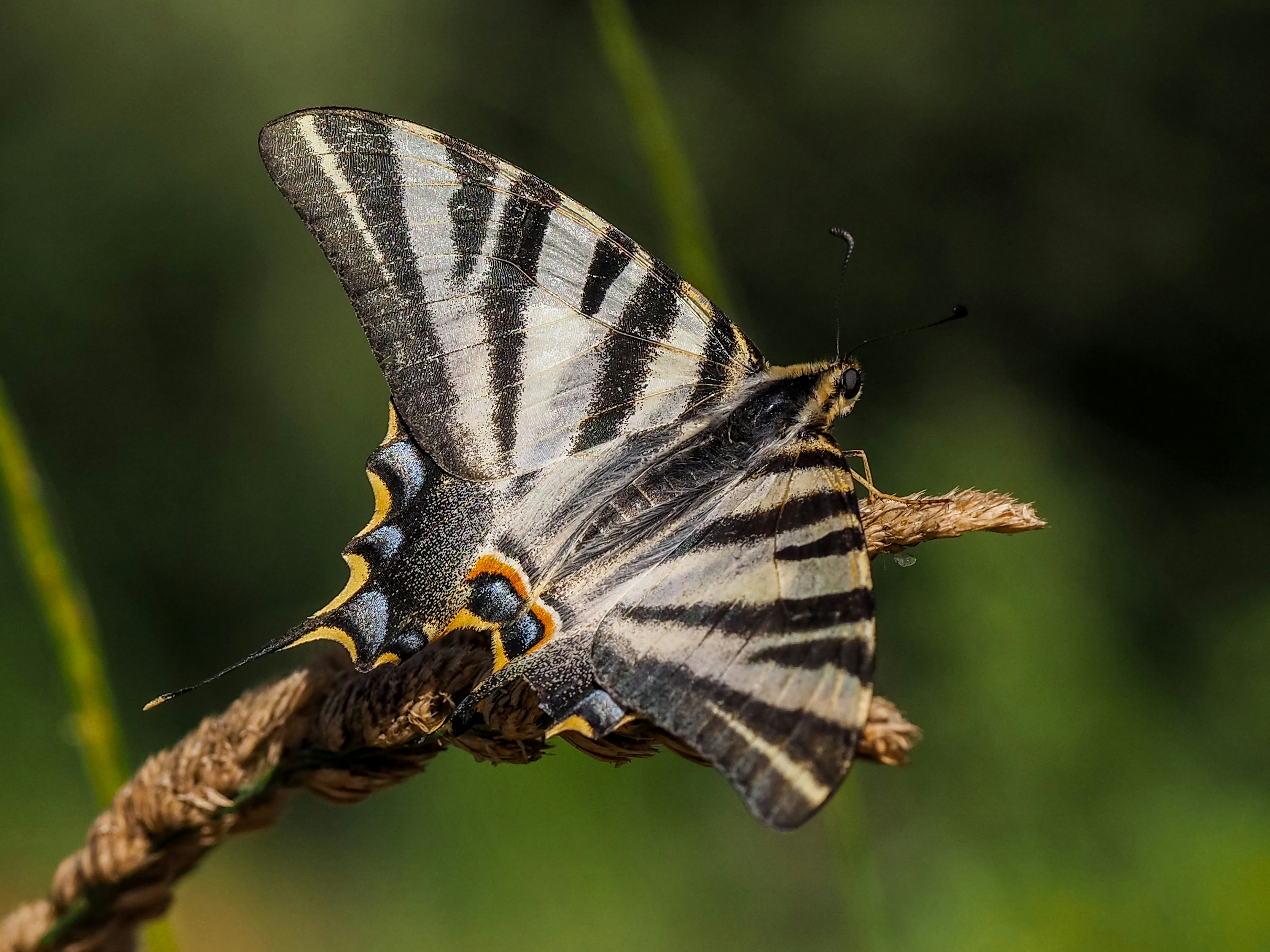 جين واحد يساعد بعض الفراشات على تقليد أجنحة أخرى (المستوى B2) — white and black butterfly perched on brown stem in close up photography during daytime