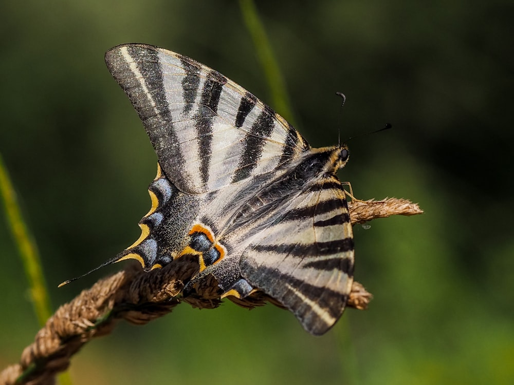 white and black butterfly perched on brown stem in close up photography during daytime