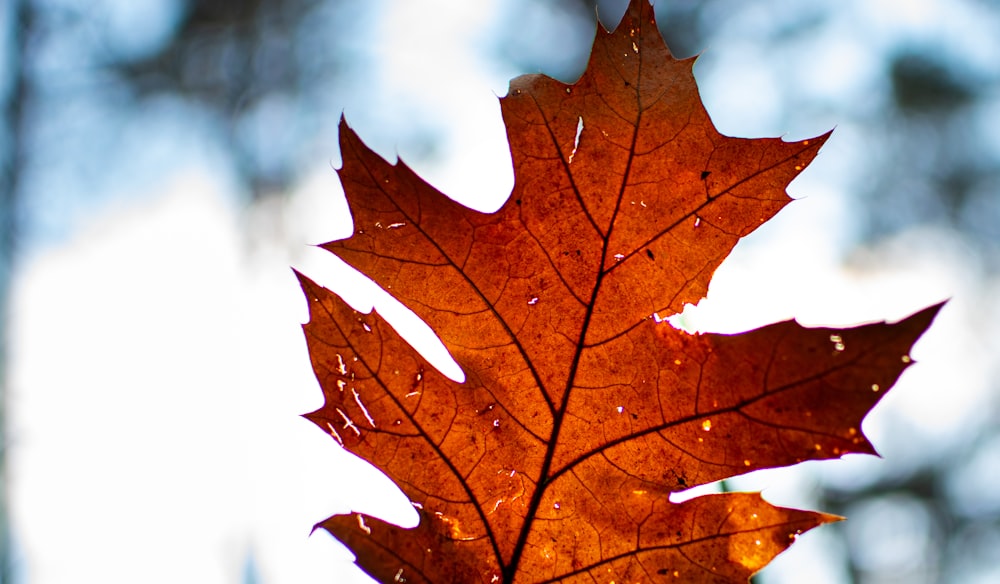 red maple leaf in close up photography