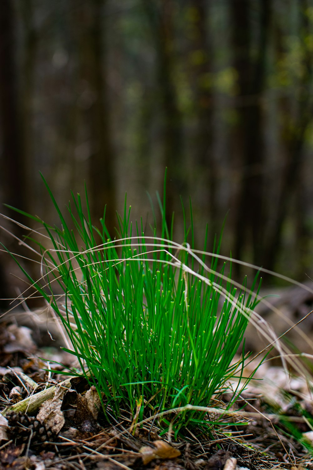 green plant on brown soil