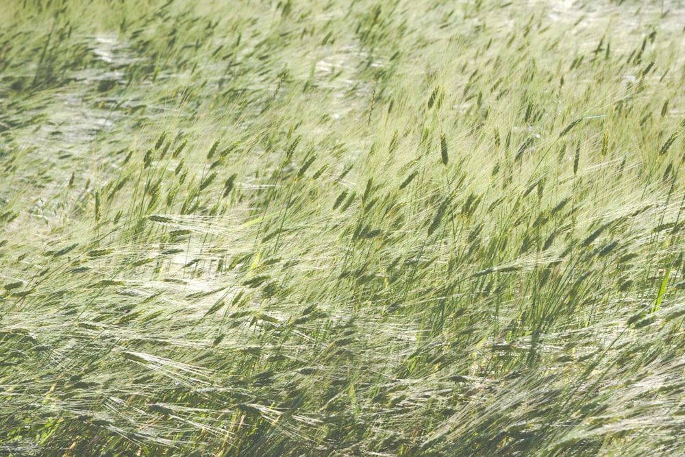 green grass field during daytime