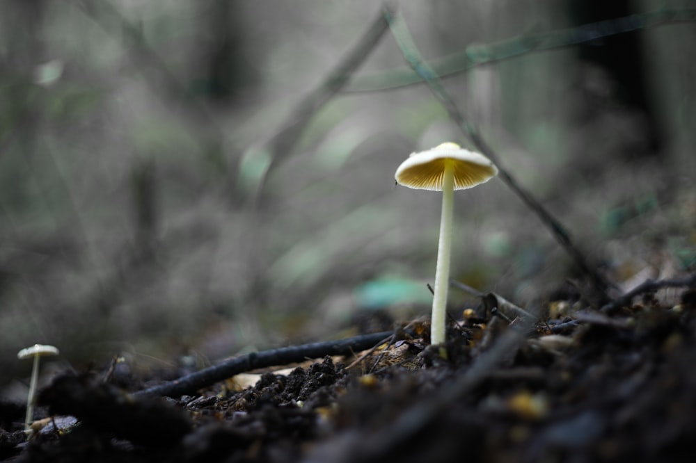 white mushroom in tilt shift lens