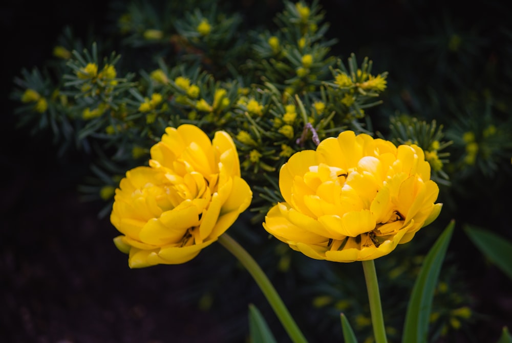 yellow flower in tilt shift lens