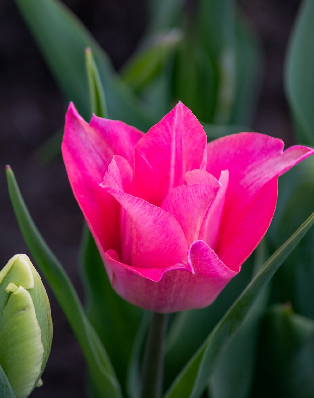 pink flower in tilt shift lens