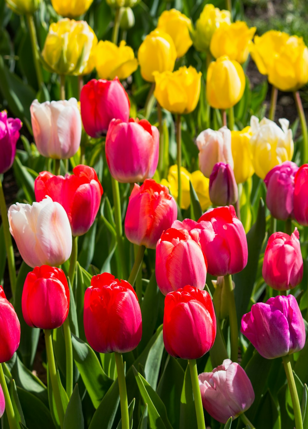 red and yellow tulips in bloom during daytime