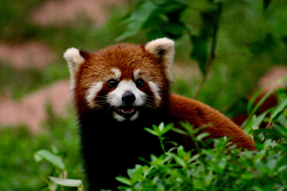 red panda on green grass during daytime