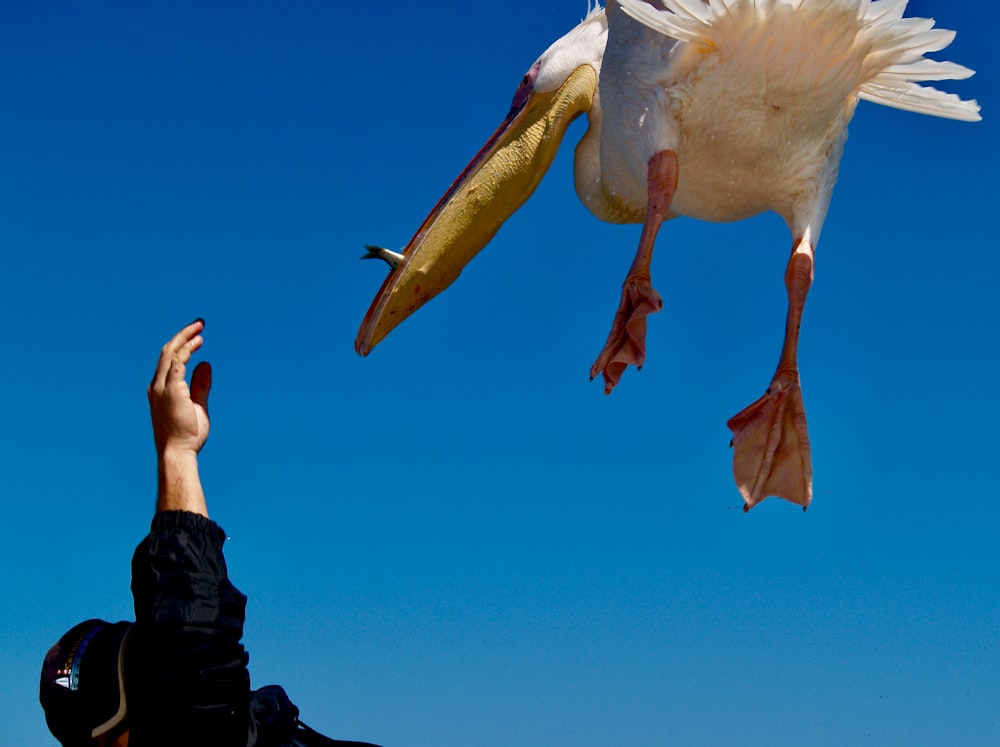 white bird flying under blue sky during daytime