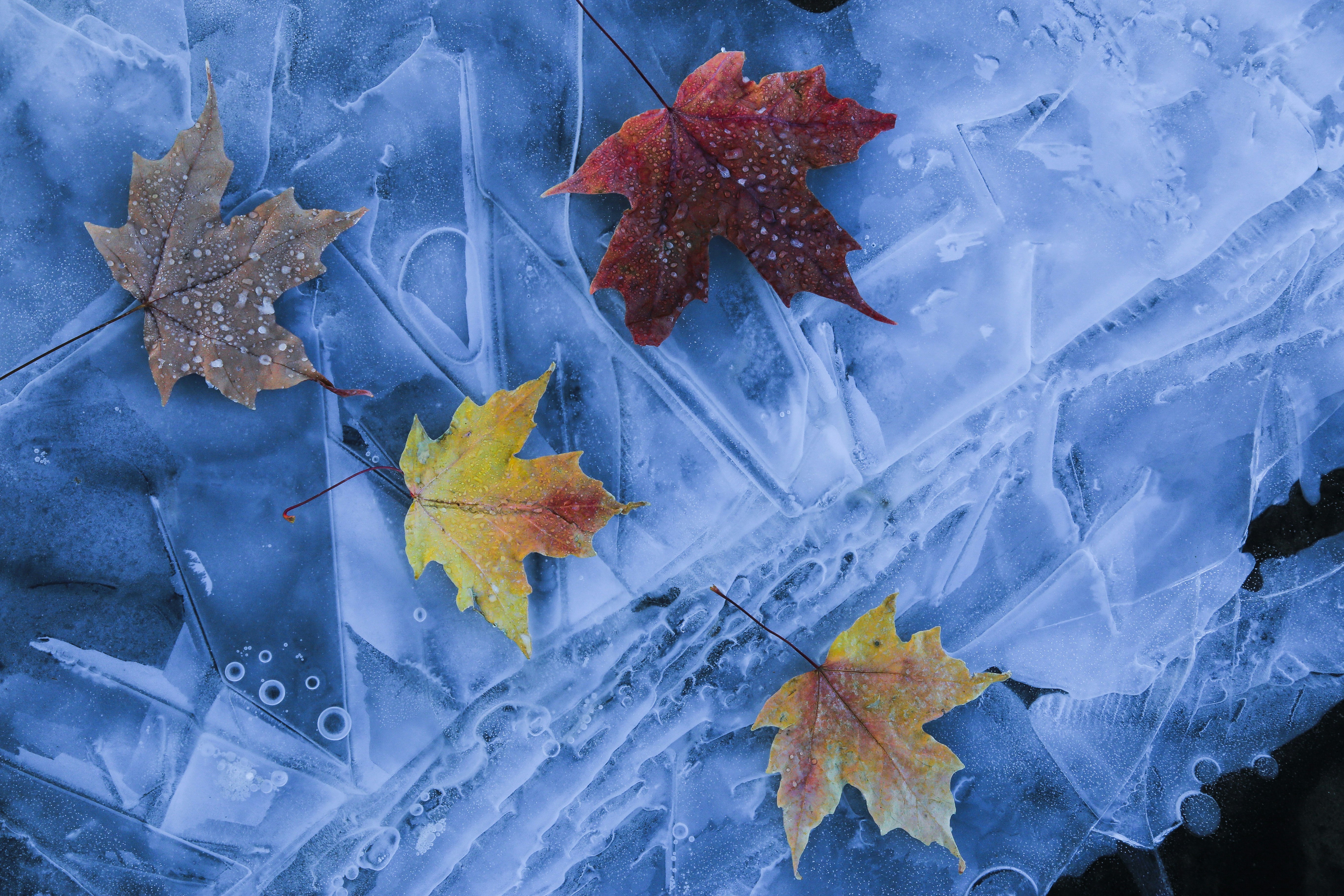 Do Oxalate Levels Change With The Seasons?