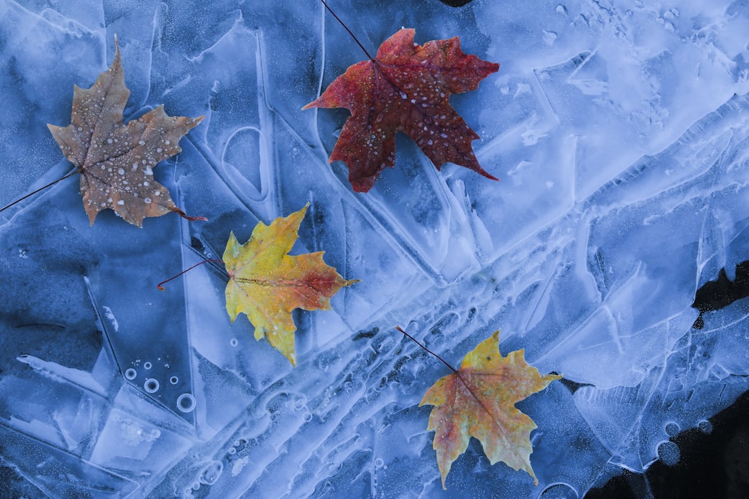 brown maple leaf on water, maple leaves on ice patterns