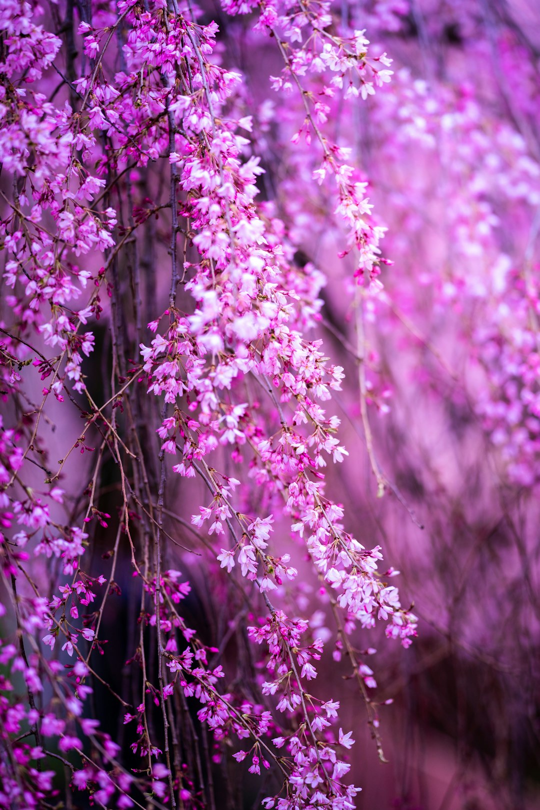 pink flowers in tilt shift lens