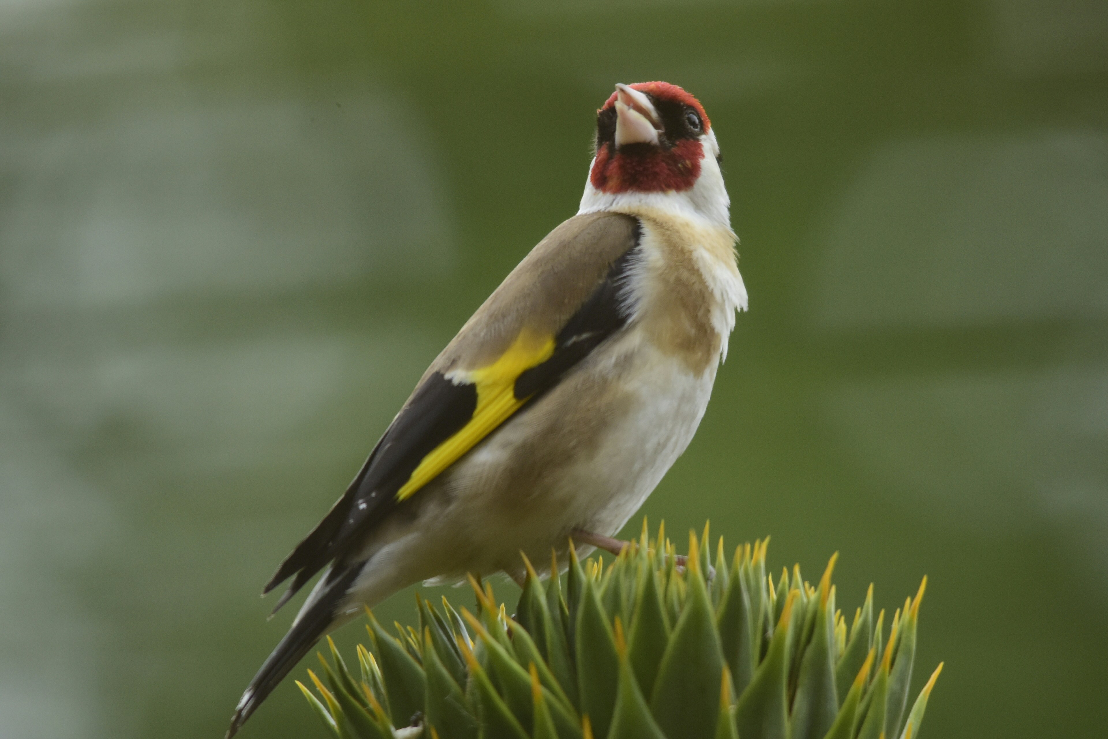 yellow white and black bird on green plant
