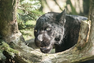 black and white bear on brown tree branch during daytime