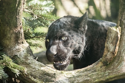 black and white bear on brown tree branch during daytime