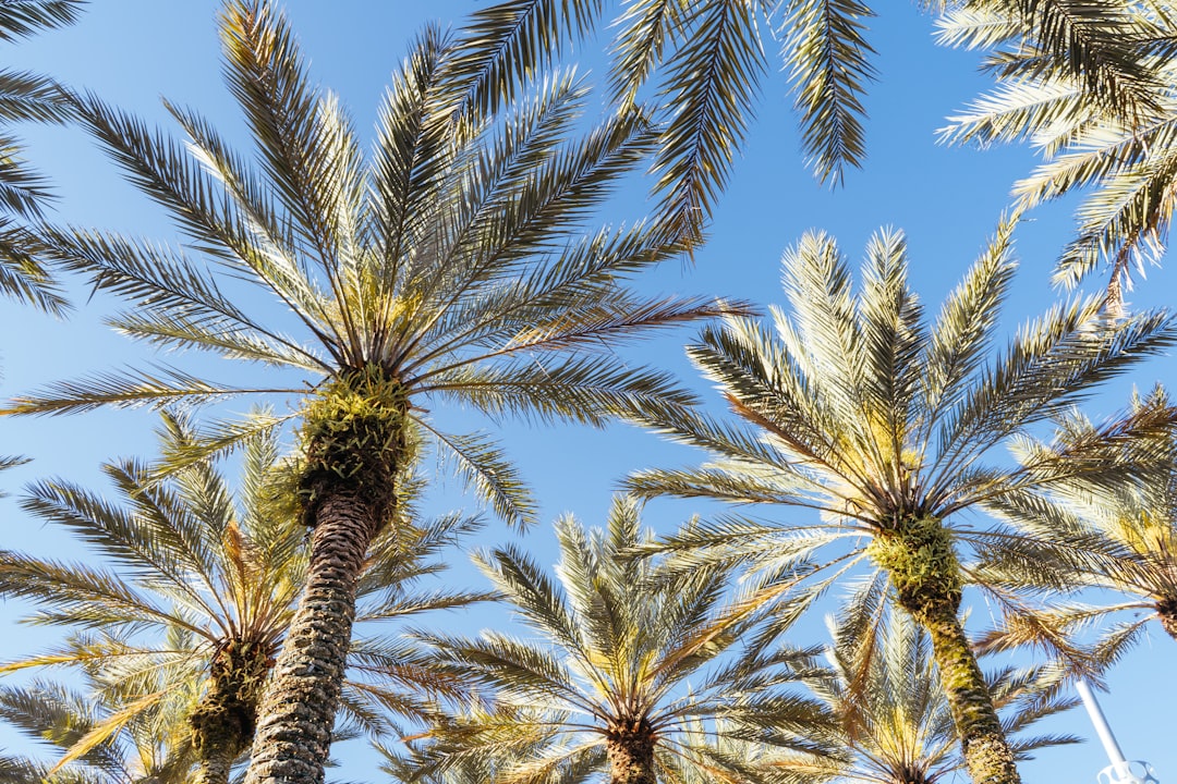 green and brown palm trees under blue sky during daytime