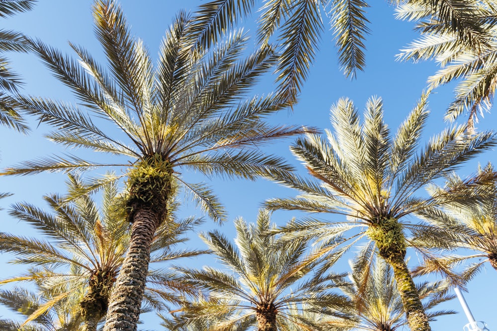 green and brown palm trees under blue sky during daytime
