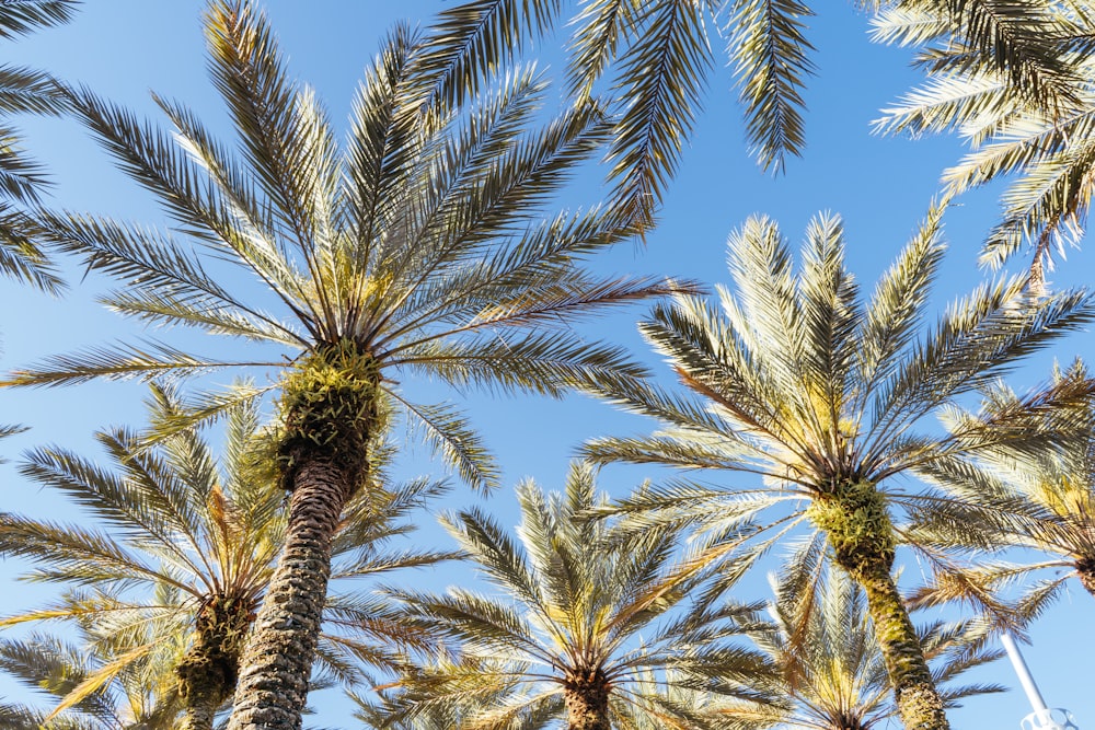 Palmeras verdes y marrones bajo el cielo azul durante el día