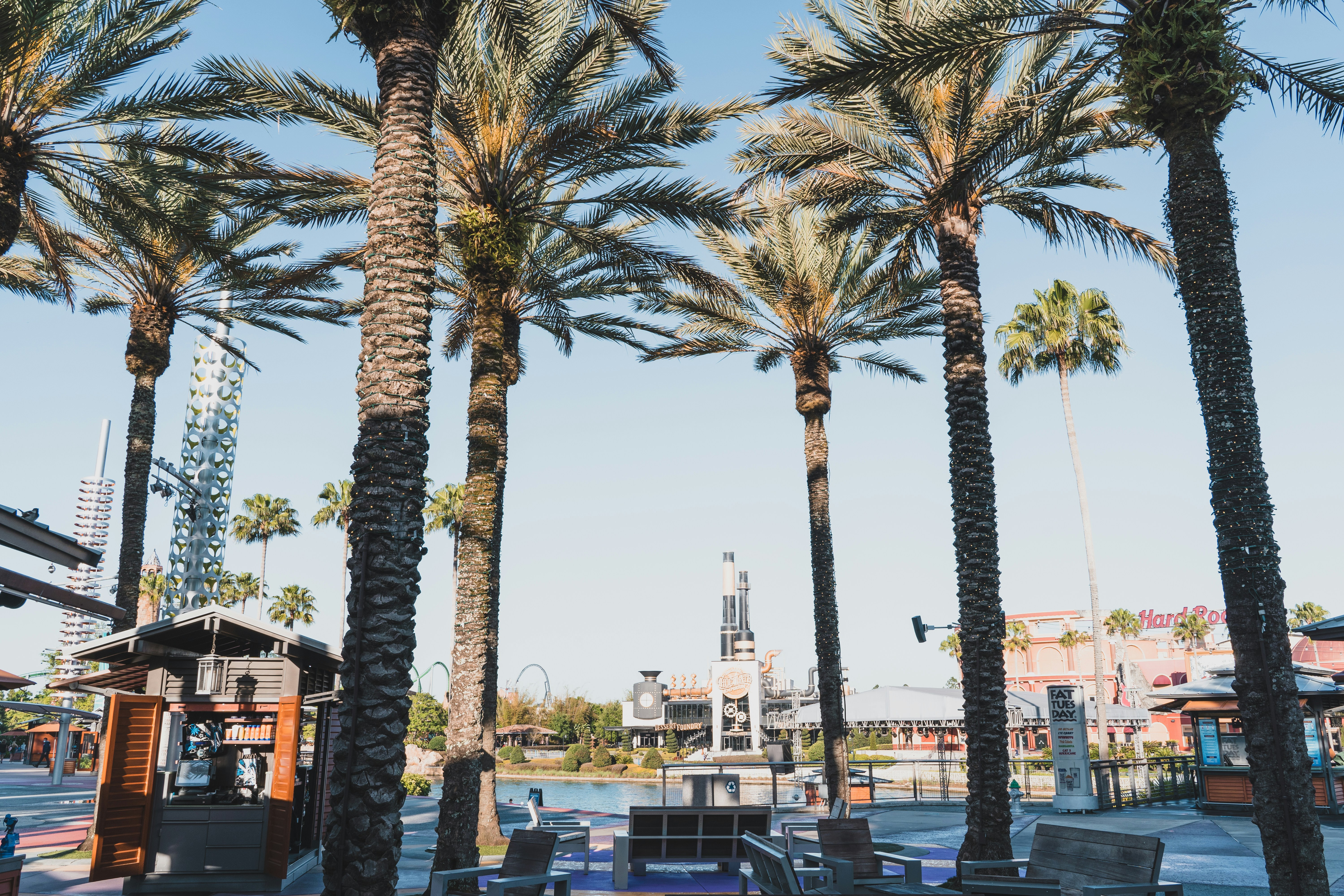 palm trees near body of water during daytime
