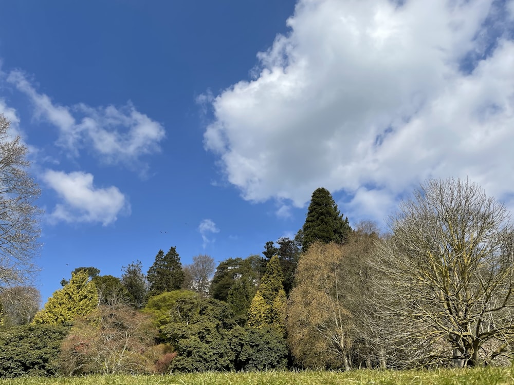 green trees under blue sky during daytime