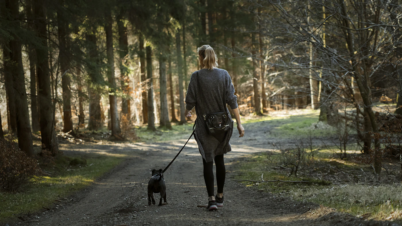 A handler in a black jacket walking a calm black Labrador on a leash along a tree lined pathway