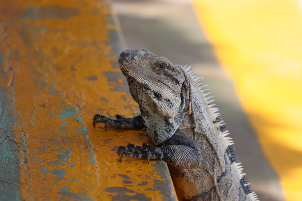 gray and black iguana on orange surface