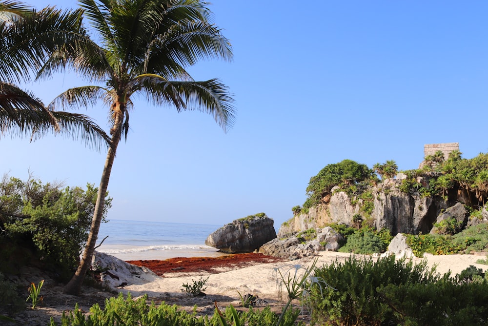 Palmier vert sur sable brun près du plan d’eau pendant la journée