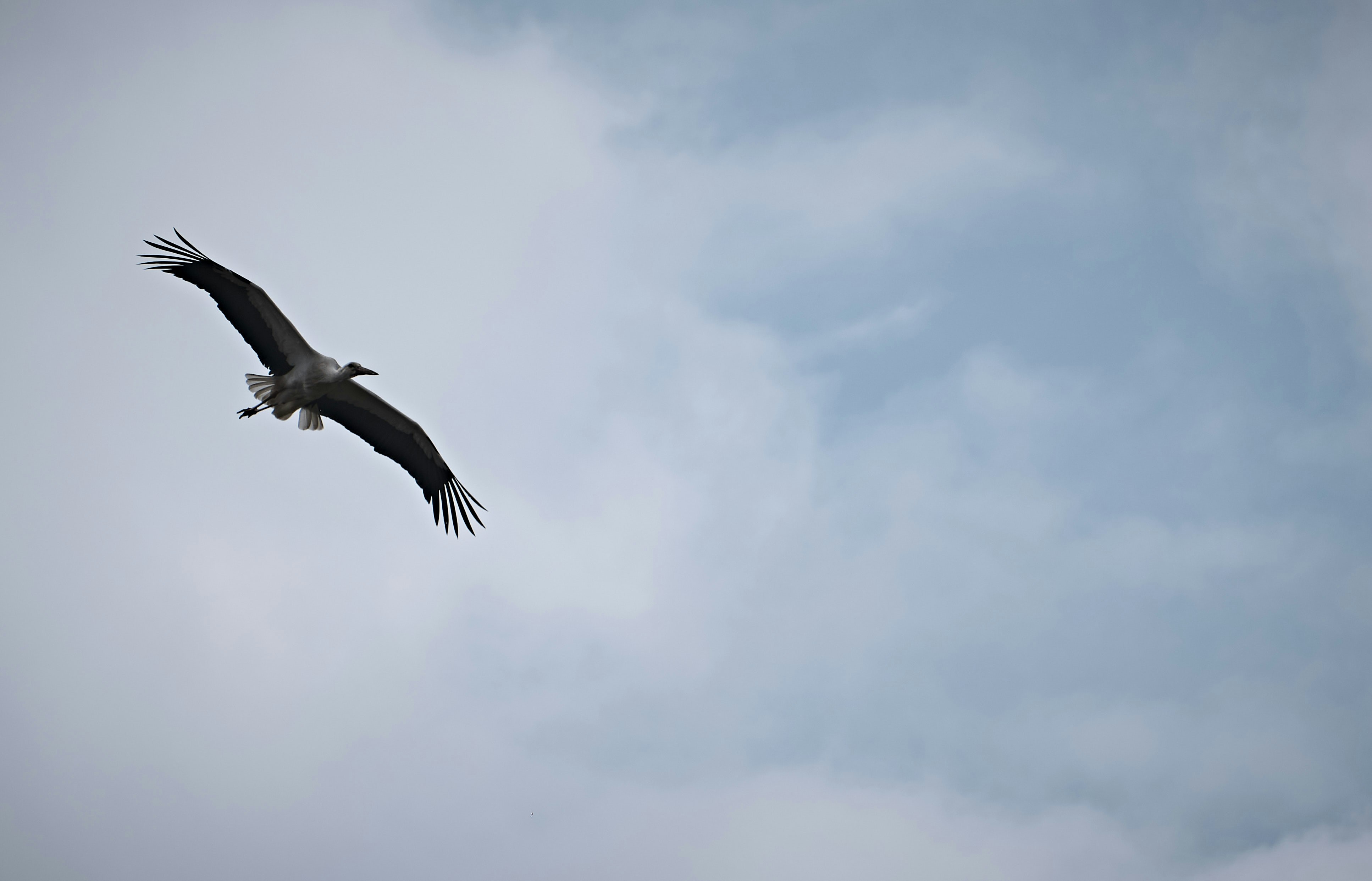 Stork in flight, sky, clouds, stork, spring, Photo by fuji xt3, Fuji xt-3, Bird