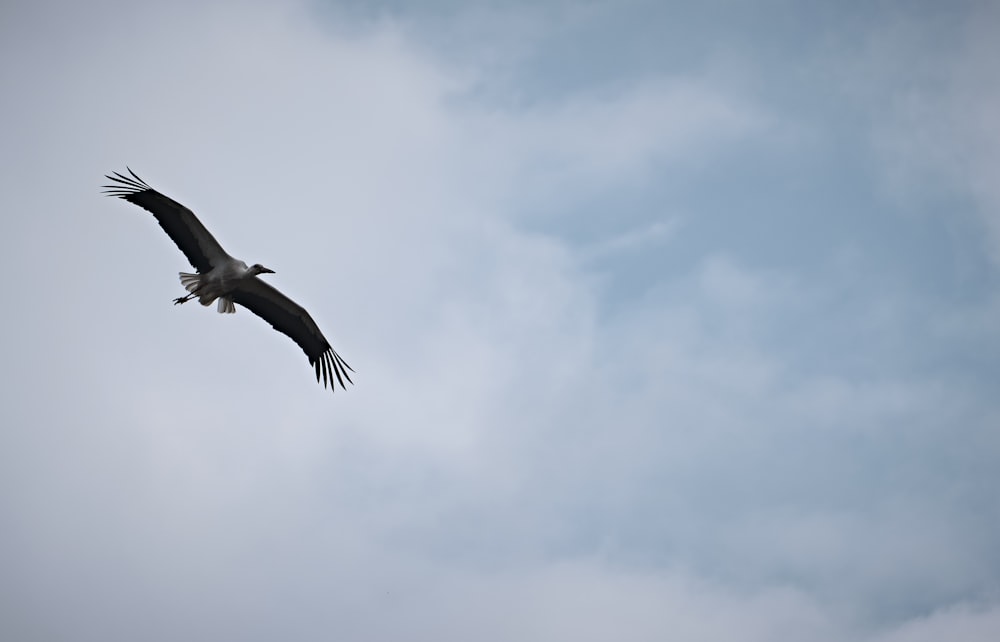 black and white bird flying under white clouds during daytime