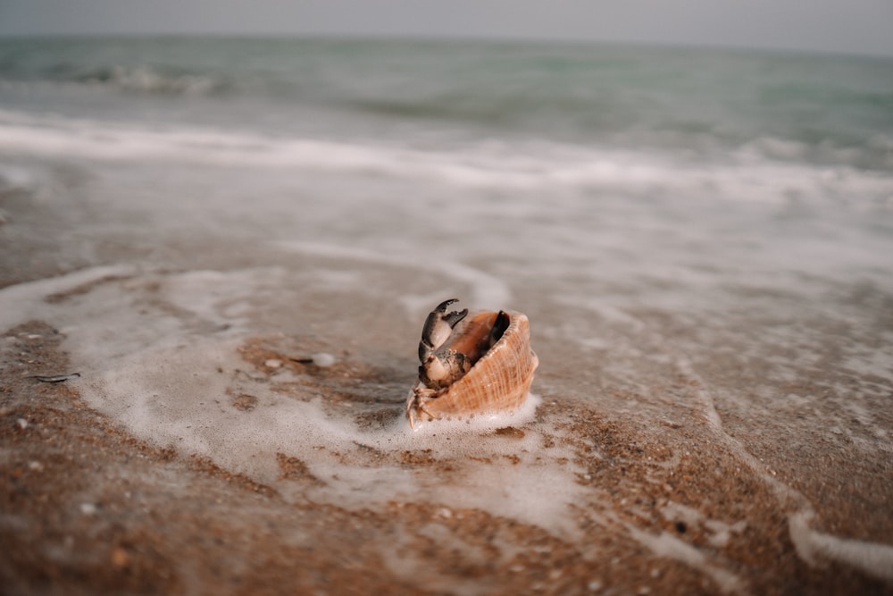 brown and white seashell on beach during daytime