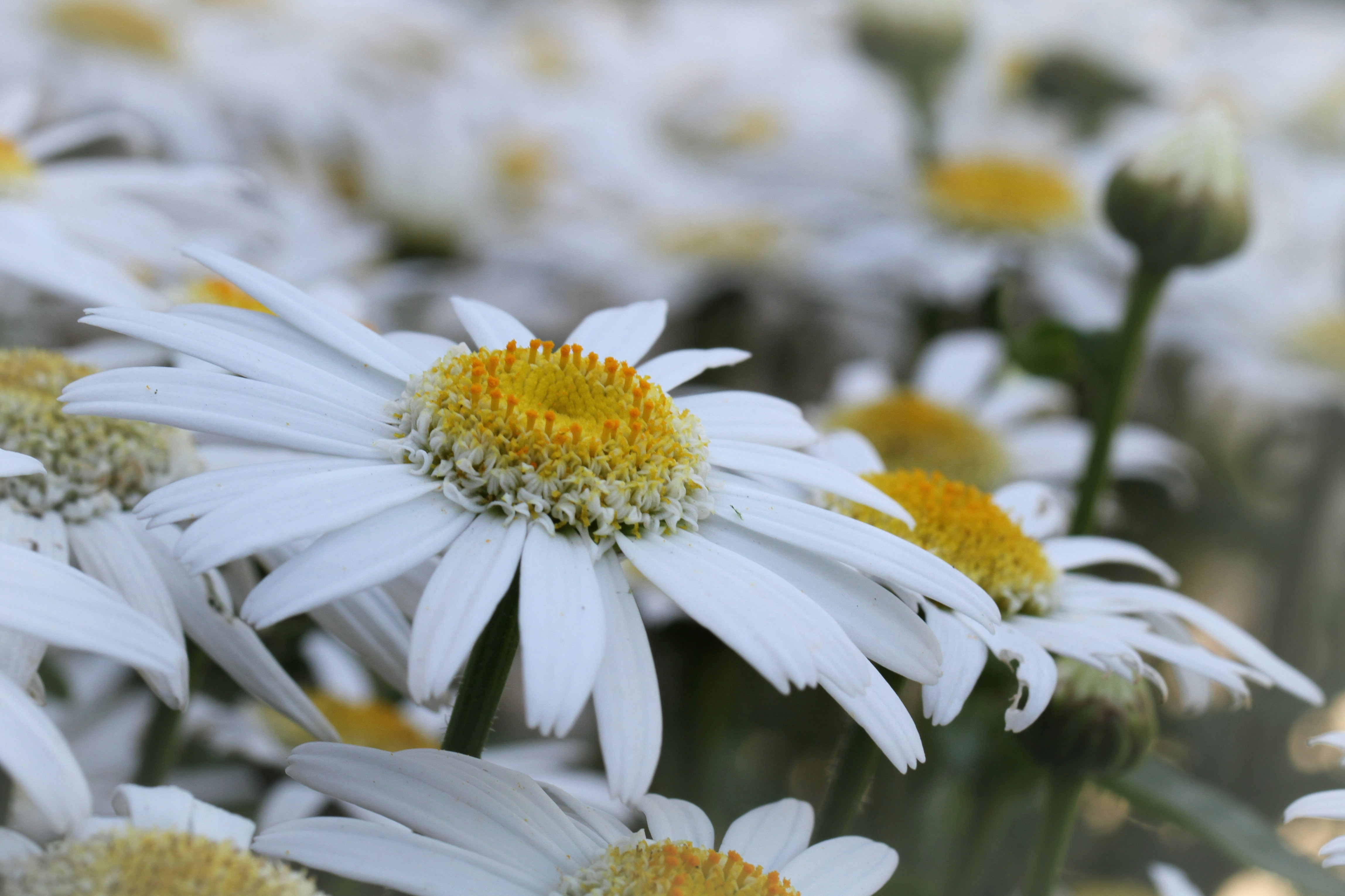 Photo by gyostimages