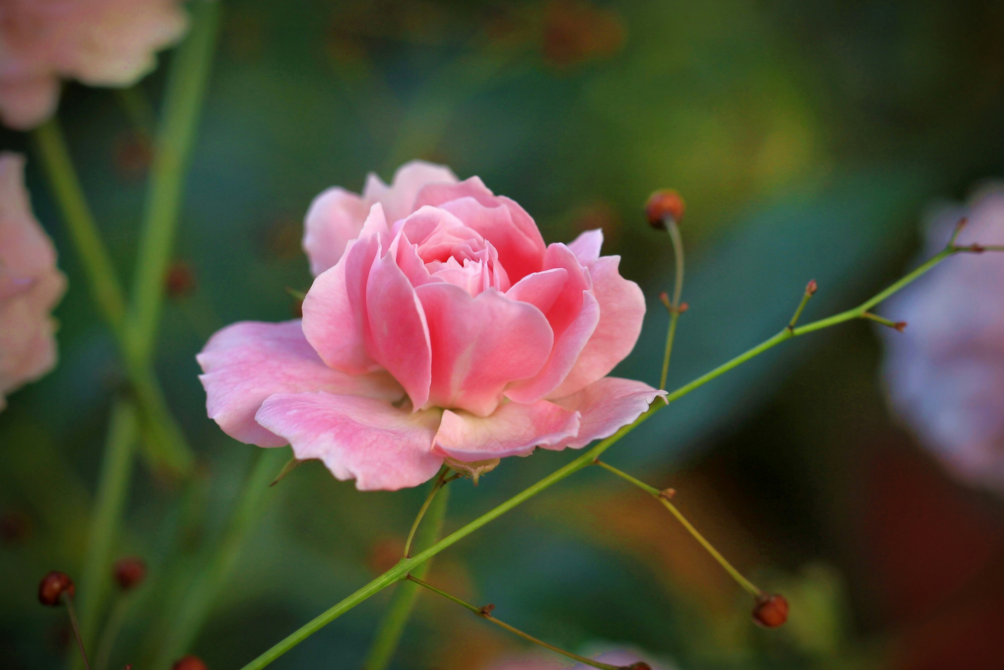 Photo by gyostimages