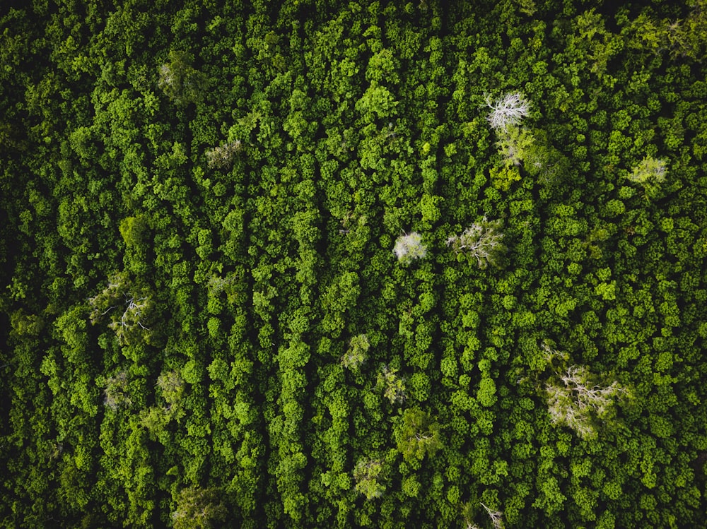 aerial view of green trees