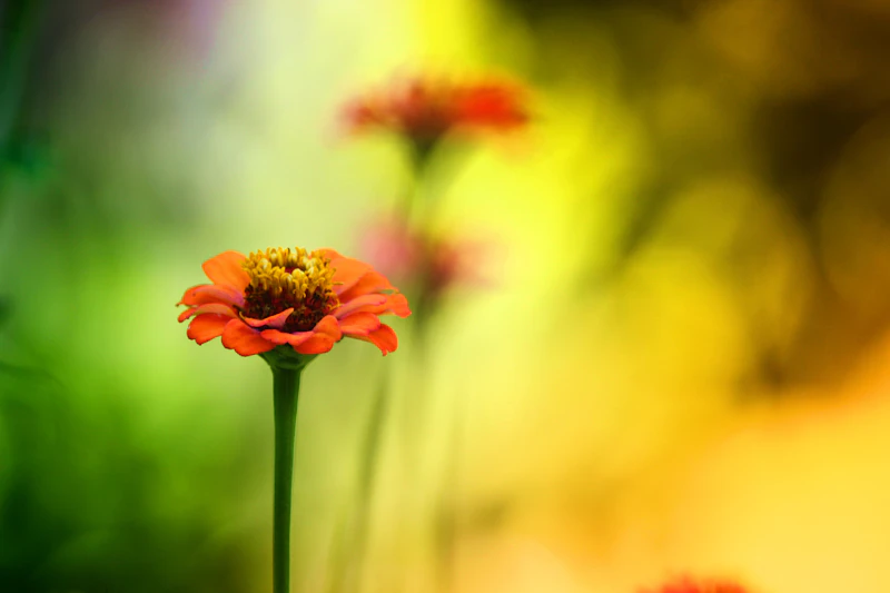 An orange zinnia sharp against a soft background