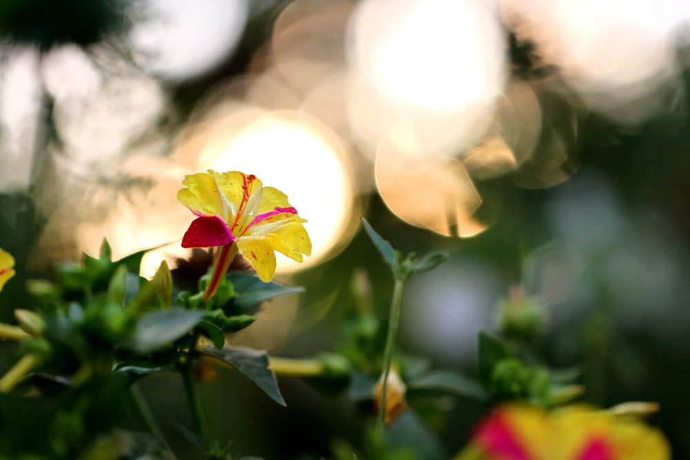 yellow and red flower in tilt shift lens