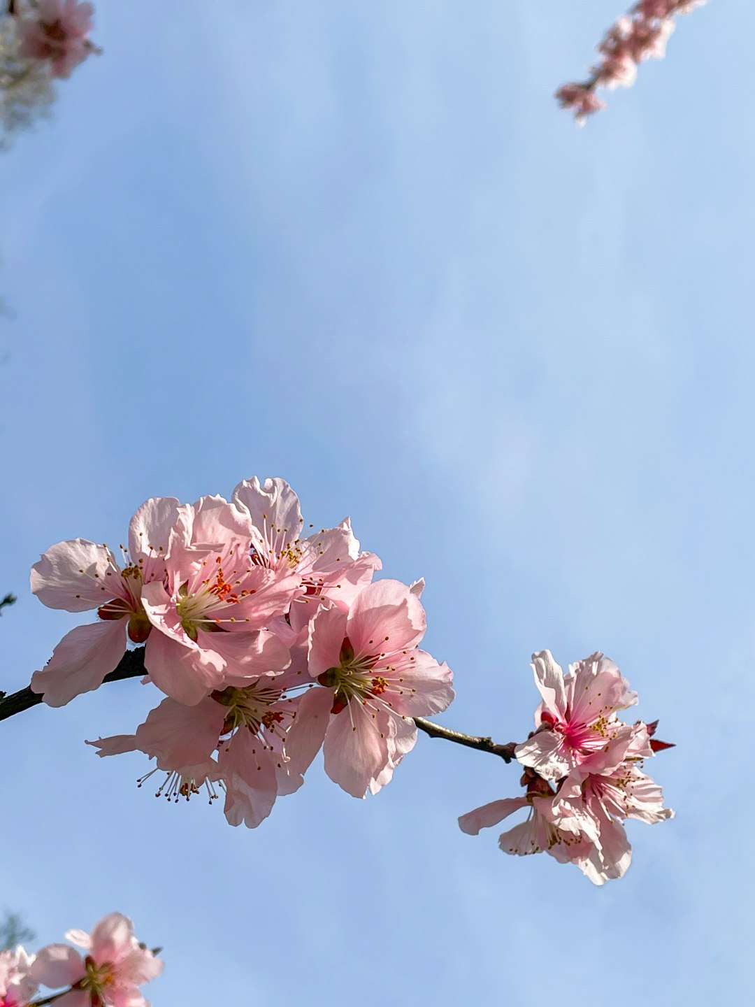 pink cherry blossom in bloom during daytime