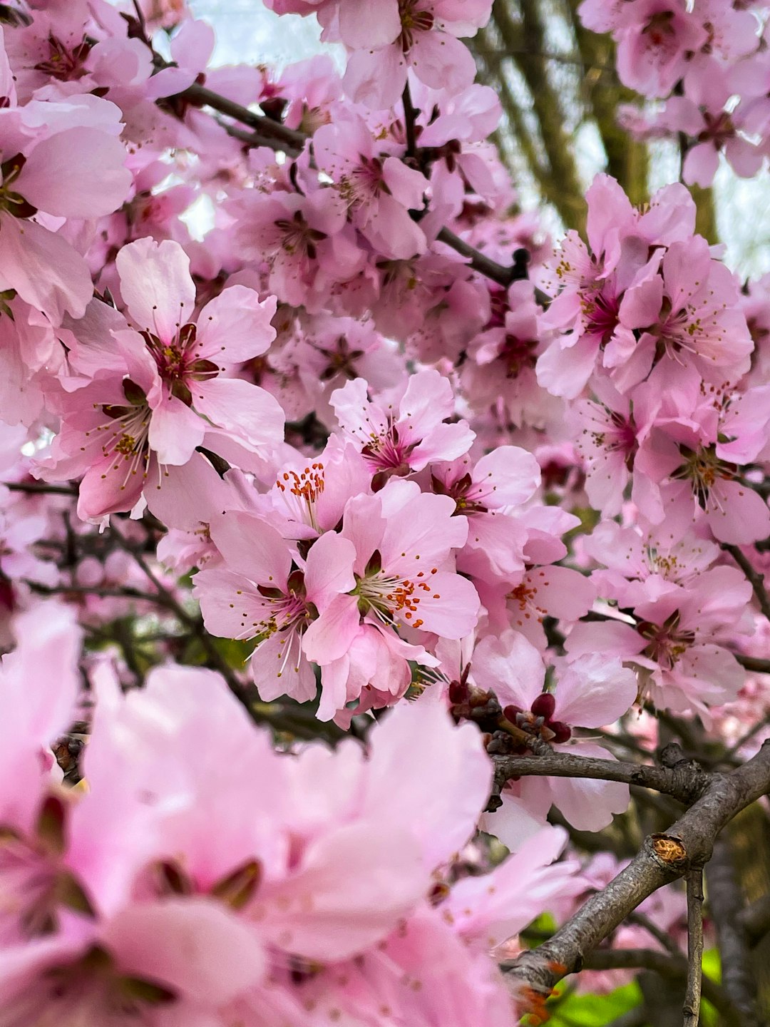 pink flowers in tilt shift lens