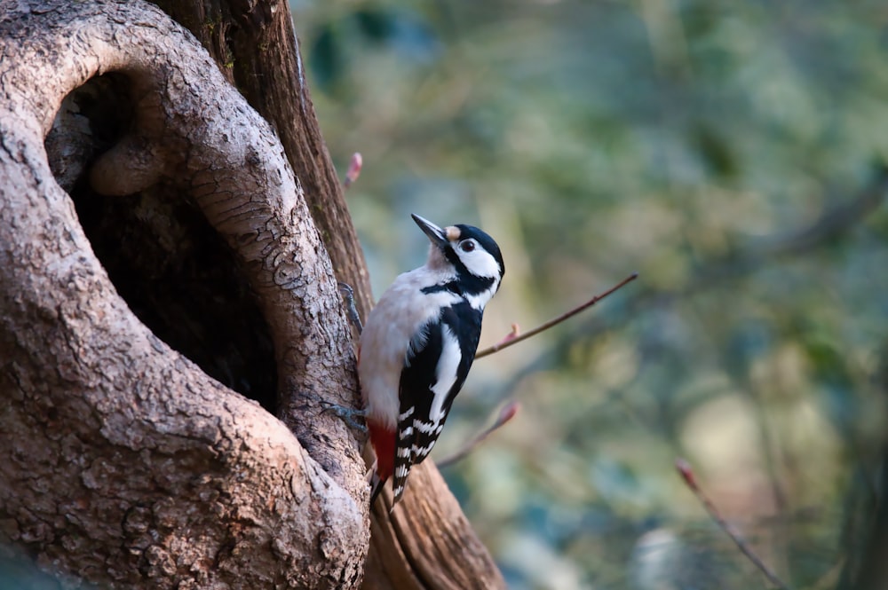 blau-weißer Vogel tagsüber auf braunem Ast