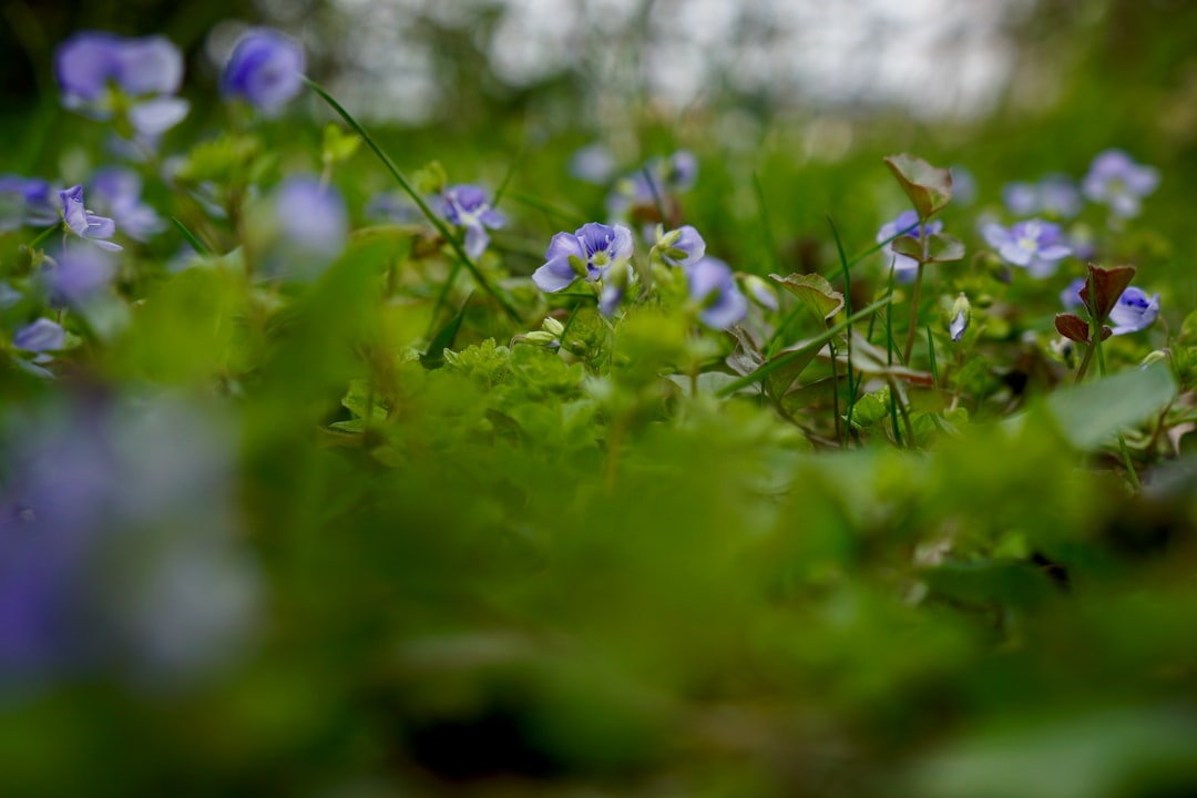 purple flowers on green grass during daytime