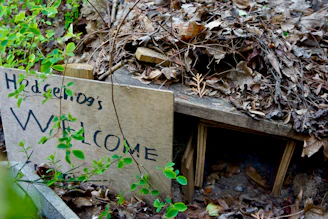 A cozy garden corner with a small wooden hedgehog house nestled among flowers and leaves.