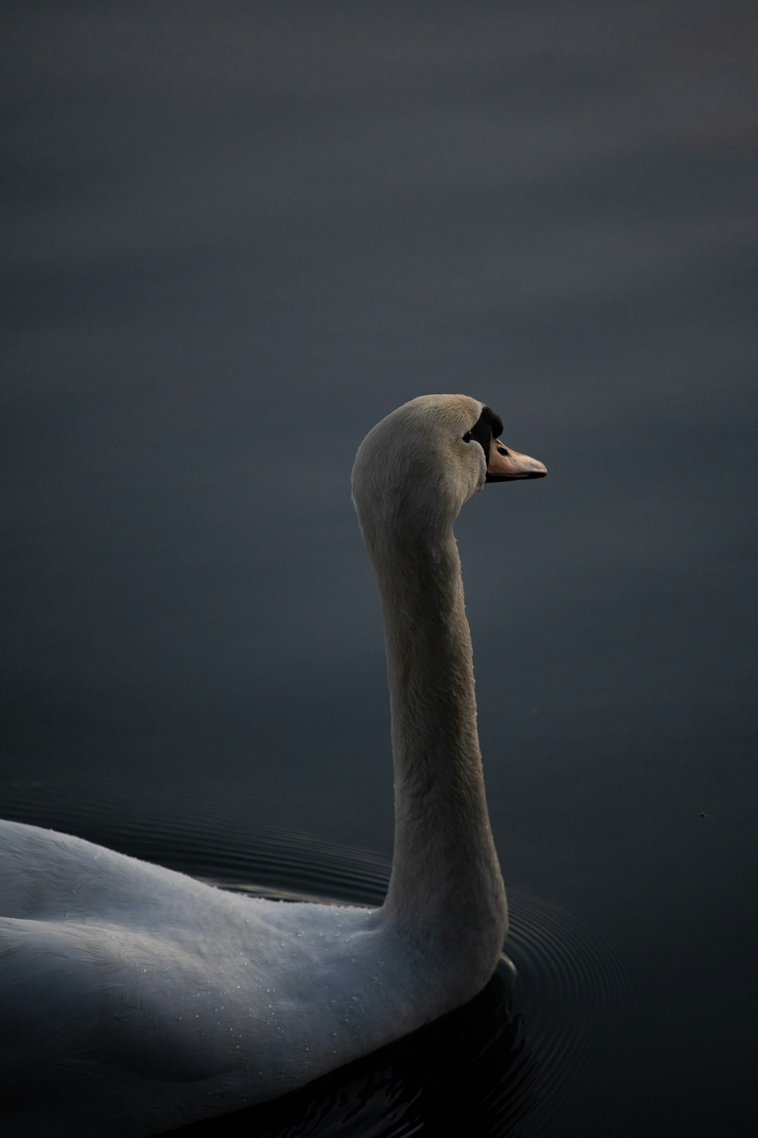 white swan on body of water