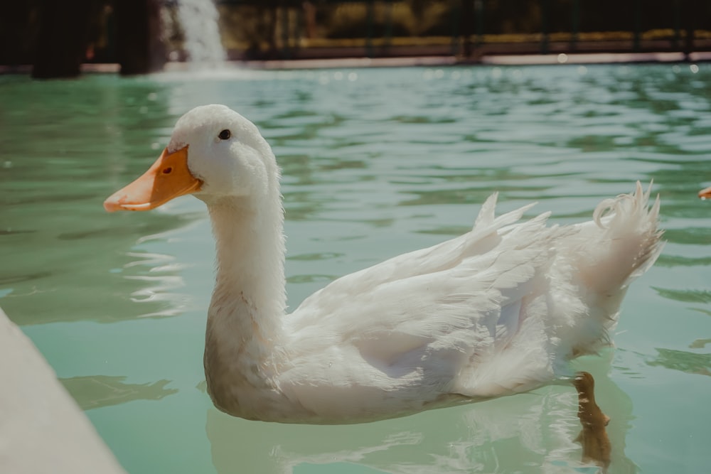 white swan on water during daytime