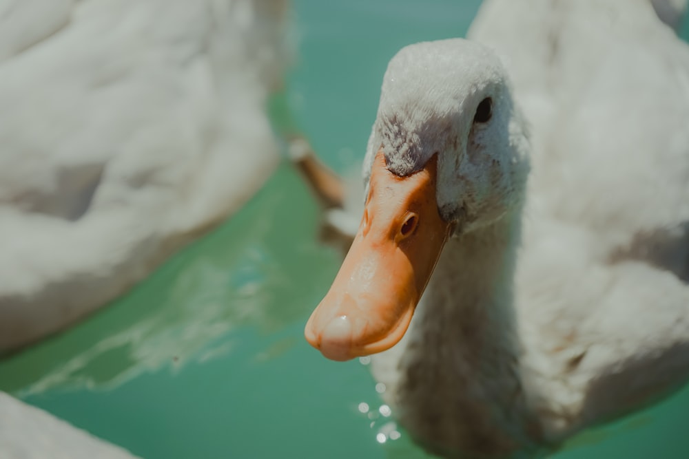 white duck on water during daytime