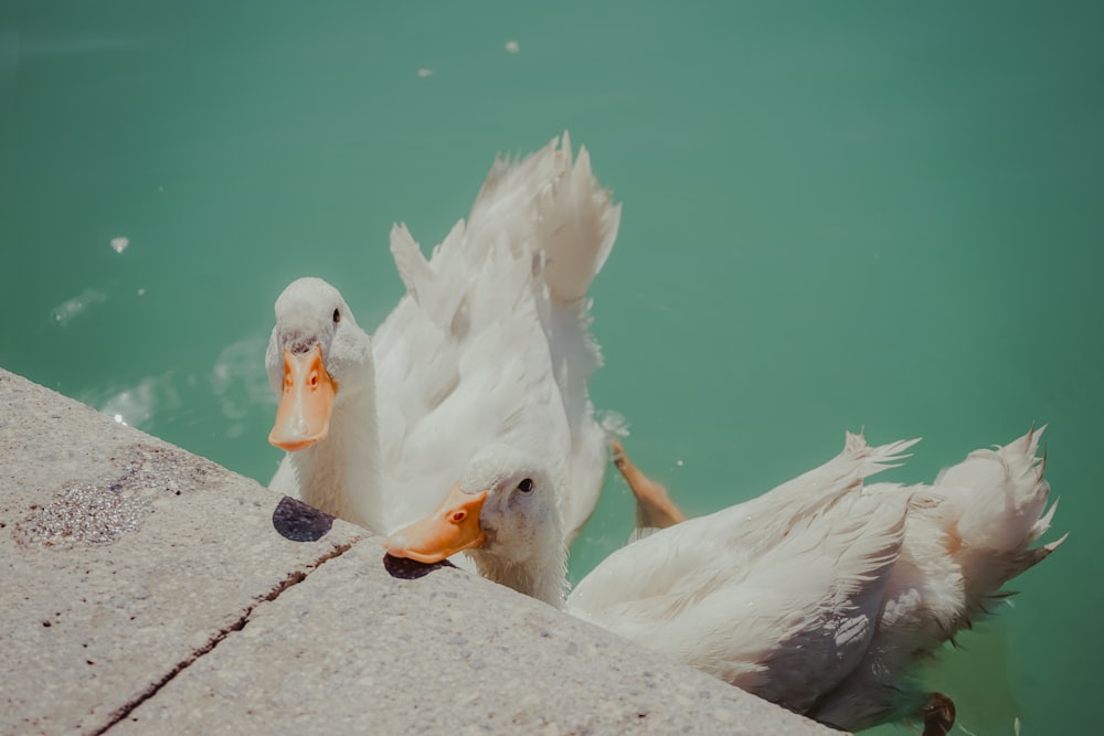 Pato blanco sobre superficie de hormigón gris