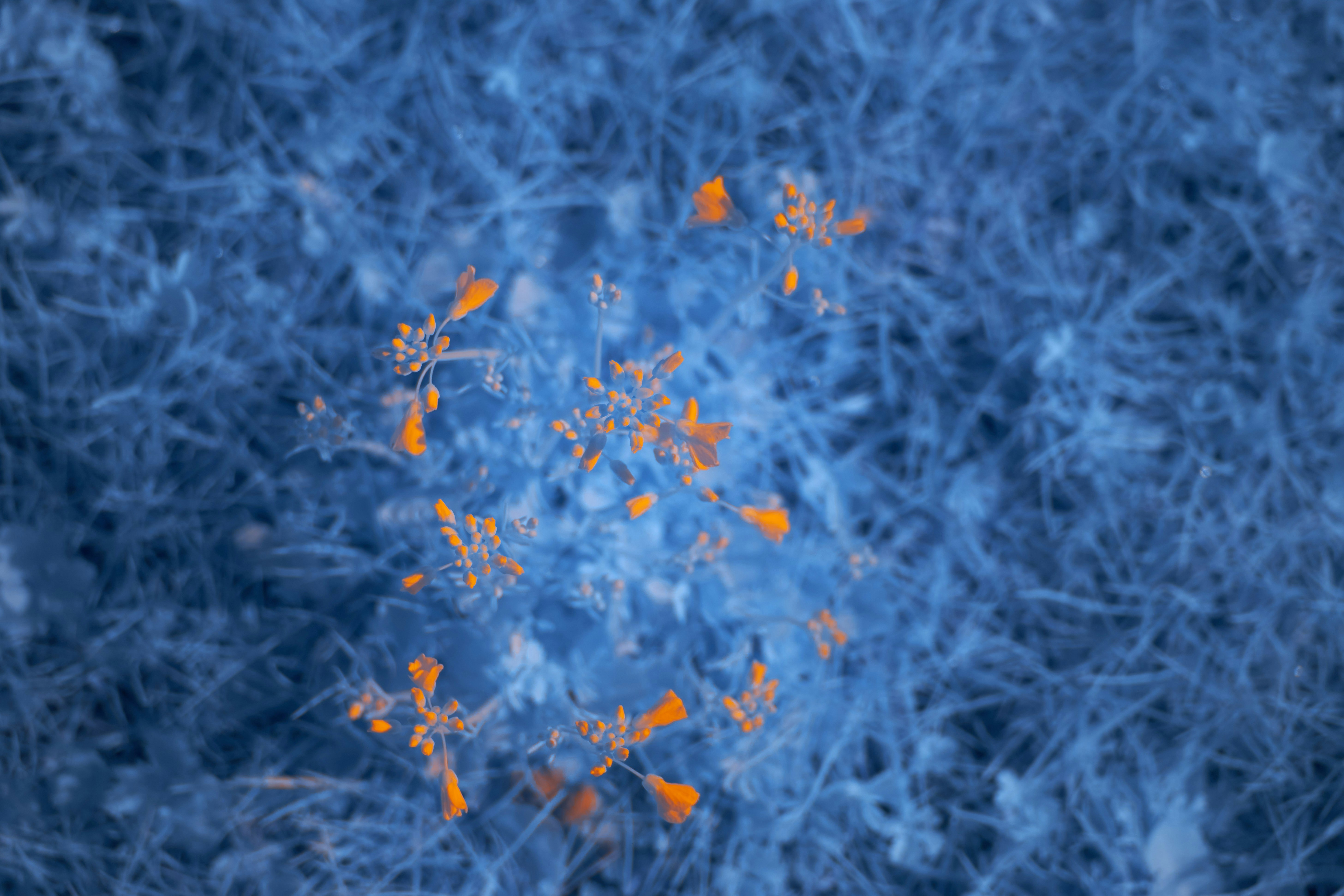 Photo by wolfgang_hasselmann