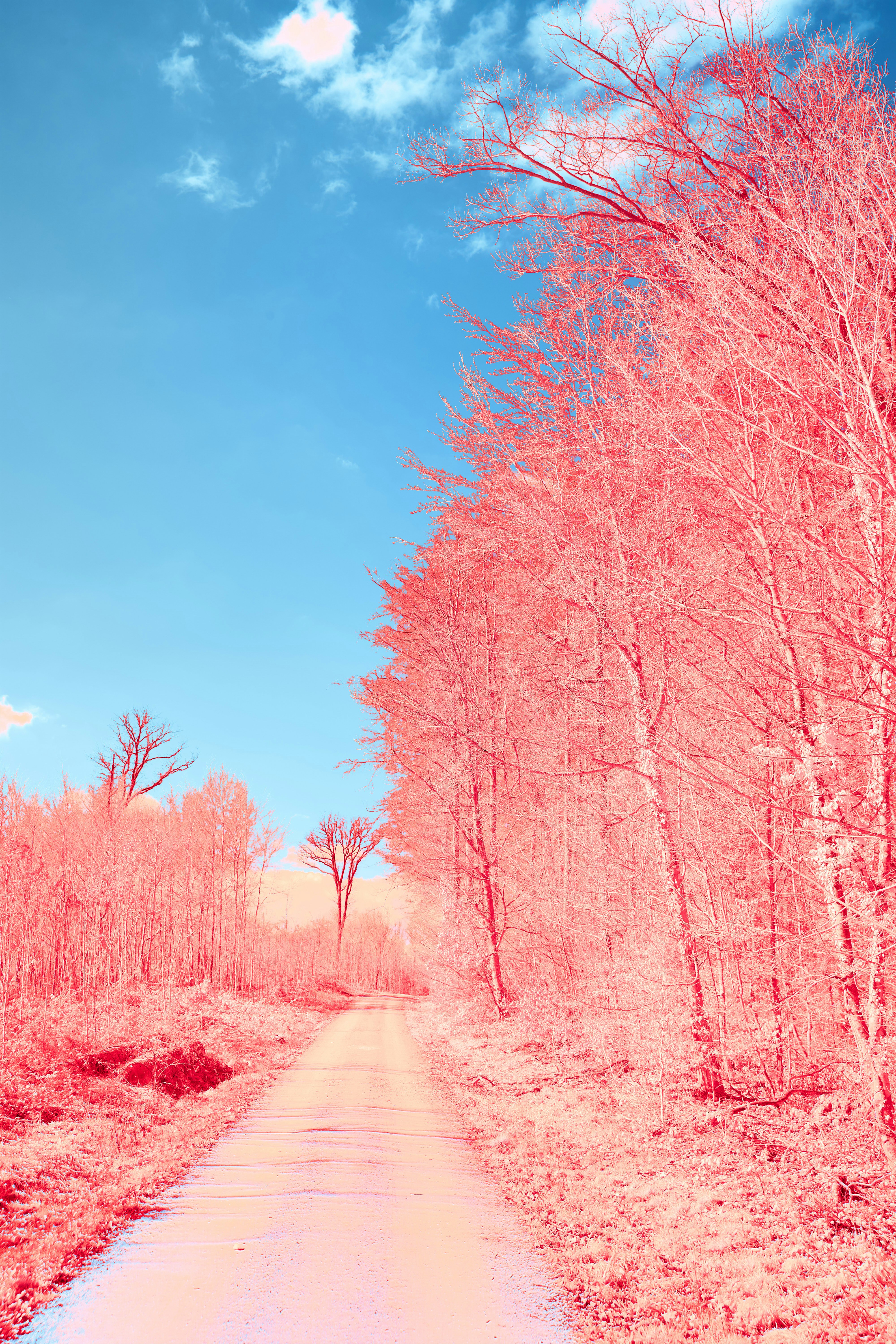 Photo by wolfgang_hasselmann